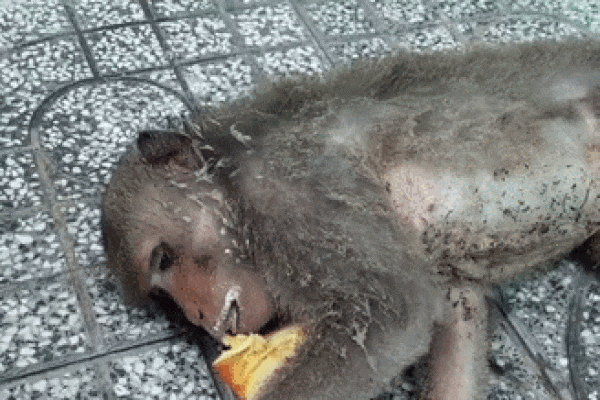 Giãn cách Covid-19, khỉ xâm chiếm thành phố, người dân sợ hãi trốn tiệt-2