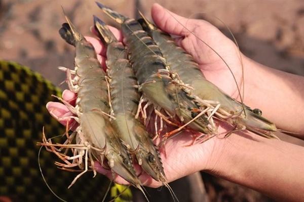 Cô gái hứng tôm từ đầu bếp bằng miệng-1