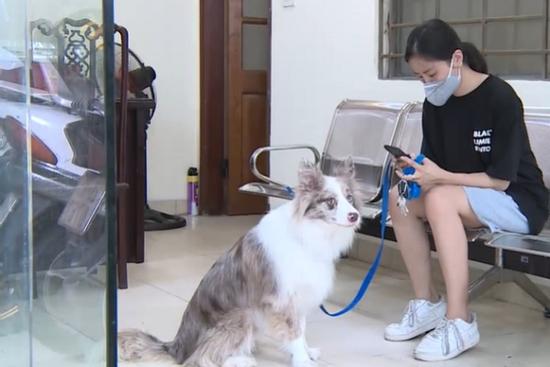 Video: Cô gái bị phạt 2 triệu đồng vì dắt chó đi dạo ở Hà Nội