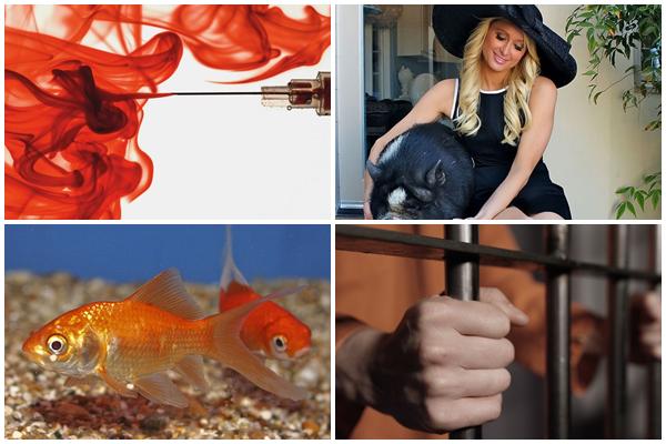 4 giấc mơ mang điềm lành, đưa tin vui về tài lộc tình duyên-3