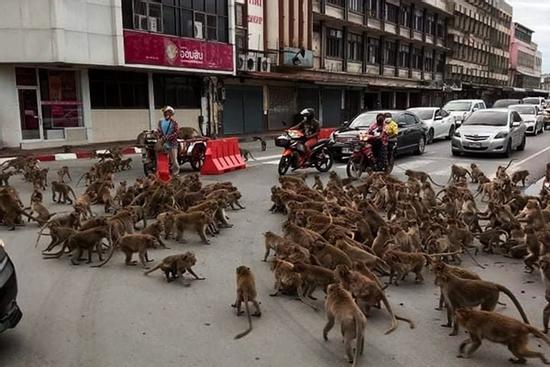 Giãn cách Covid-19, khỉ xâm chiếm thành phố, người dân sợ hãi trốn tiệt