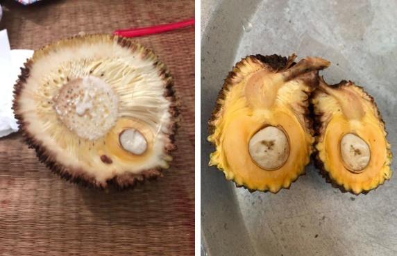 Méo mặt khoe mua quả xoài siêu ngon, dân mạng xem xong cười nắc nẻ-2