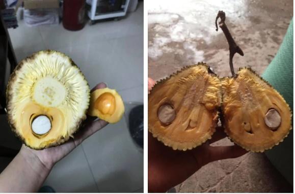 Méo mặt khoe mua quả xoài siêu ngon, dân mạng xem xong cười nắc nẻ-3