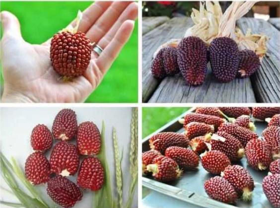 Luộc bắp hình thù khác lạ, cô nàng khoe lên mạng làm dân tình xuýt xoa-4