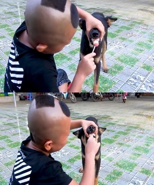 Tranh cãi Mao Đệ đút kẹo mút cho chó rồi mời Mao Ca ăn-2