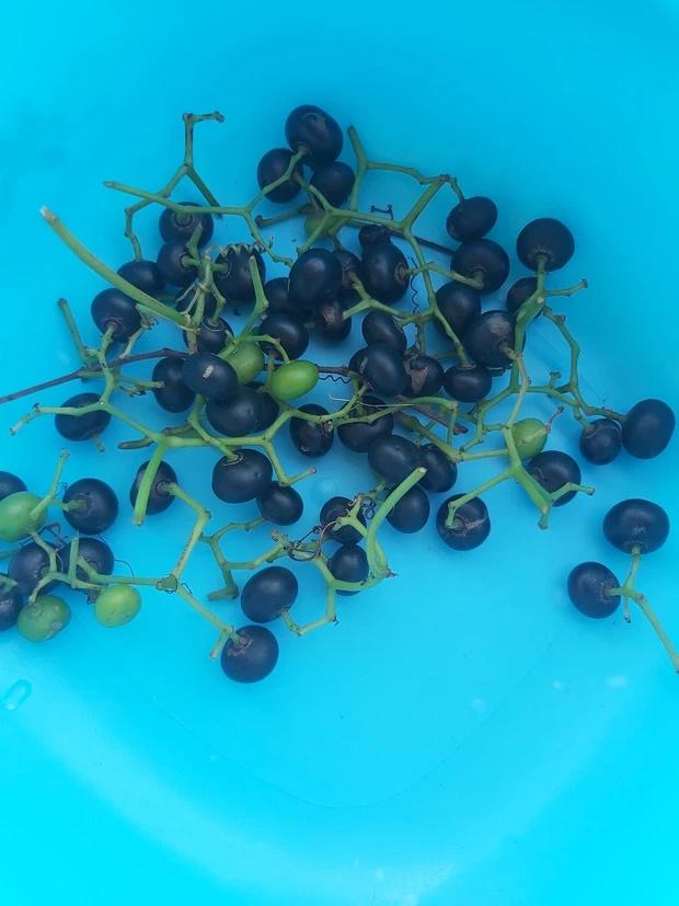 Kho cá với... trân châu đường đen, cô gái bảo đó là món đặc sản miền Tây-4