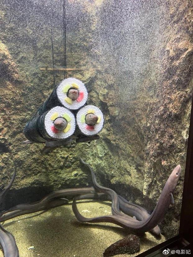 Chủ nhà nuôi lươn thiết kế thành hình kimbap nhìn hãi hùng, ám ảnh-1