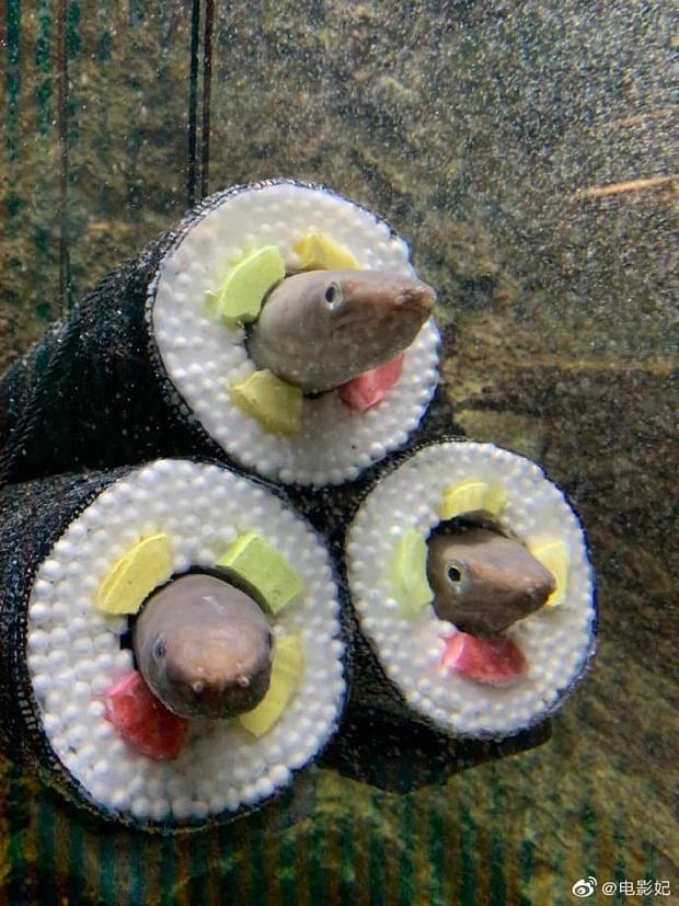 Chủ nhà nuôi lươn thiết kế thành hình kimbap nhìn hãi hùng, ám ảnh-2