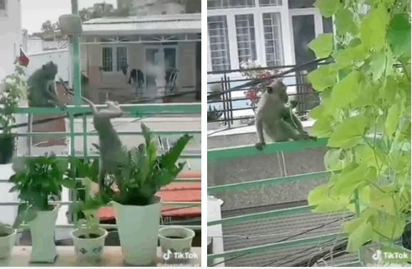 Clip: Khỉ đói ở Vũng Tàu leo dây điện nhảy vào nhà dân ăn sạch rau quý-1