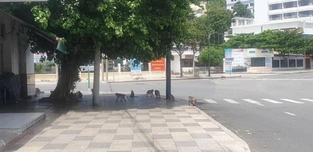 Clip: Khỉ đói ở Vũng Tàu leo dây điện nhảy vào nhà dân ăn sạch rau quý-2