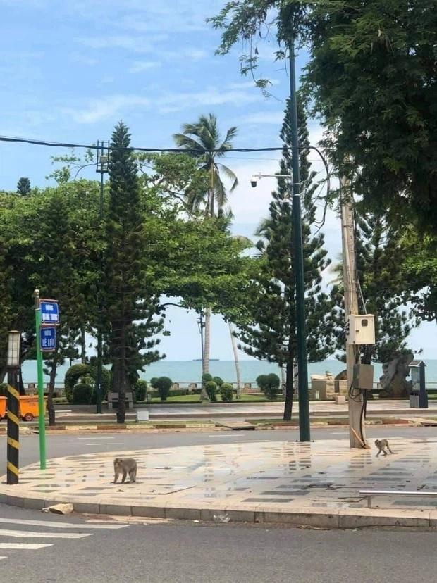 Clip: Khỉ đói ở Vũng Tàu leo dây điện nhảy vào nhà dân ăn sạch rau quý-3