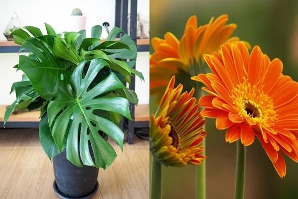 5 loại cây chớ trồng trong nhà kẻo vận xui kéo về, tài lộc tiêu tán-3