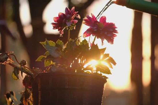 Tử vi 12 cung hoàng đạo thứ Sáu 30/7/2021: Kim Ngưu phiền muộn vì yêu