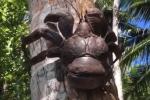 Quái vật trên cây dừa nhiều người sợ hãi lại là đặc sản hiếm có