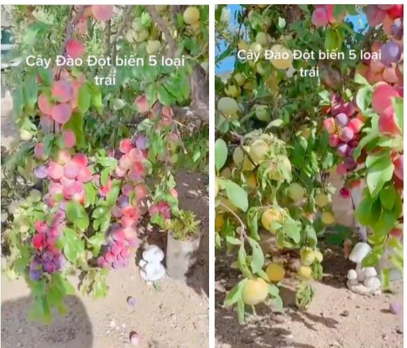 Cây đào đột biến cho hàng trăm quả mọc kín từ thân lên đến cành-2