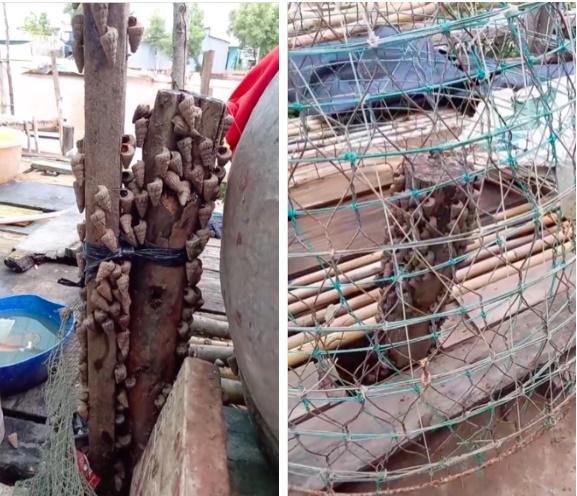 Sau đêm nước lớn, chàng trai phát hiện đàn ốc quý đua nhau lên bờ-1