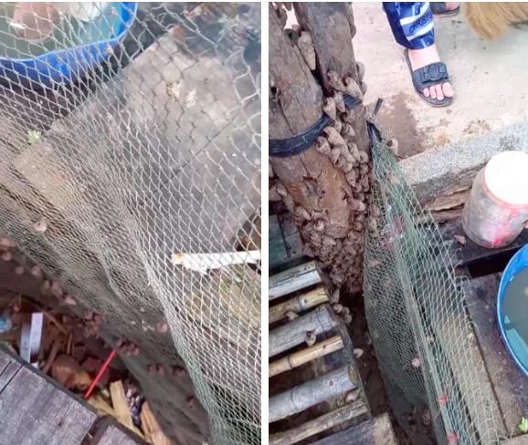 Sau đêm nước lớn, chàng trai phát hiện đàn ốc quý đua nhau lên bờ-2