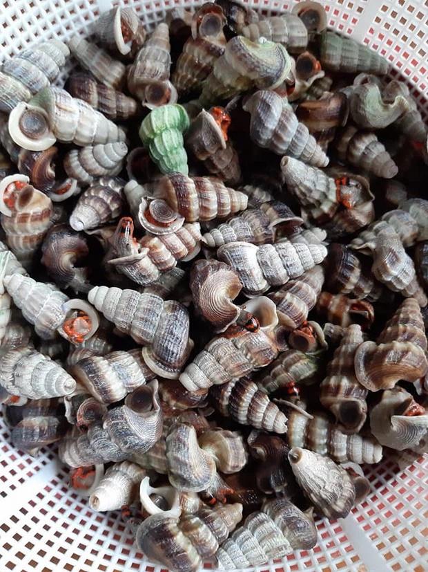 Sau đêm nước lớn, chàng trai phát hiện đàn ốc quý đua nhau lên bờ-3