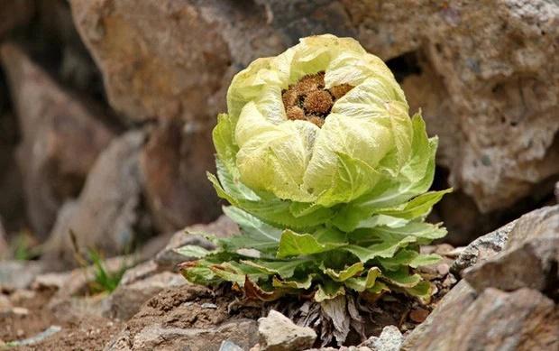 Loài hoa ví như tiên dược, giới nhà giàu Việt bằng mọi cách săn lùng-1