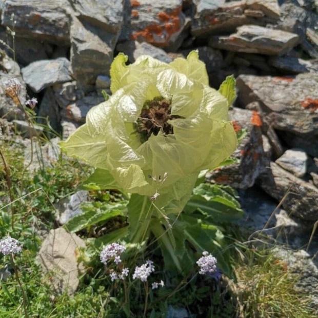 Loài hoa ví như tiên dược, giới nhà giàu Việt bằng mọi cách săn lùng-5