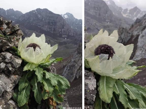 Loài hoa ví như tiên dược, giới nhà giàu Việt bằng mọi cách săn lùng-6