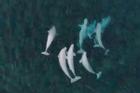 Hơn 800 con cá voi beluga di cư đến Bắc Cực