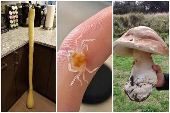 Những thực phẩm 'đột biến gen' cứ ngỡ chỉ có trên phim hoạt hình