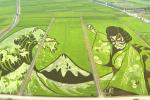 Kiệt tác từ cánh đồng lúa ở Nhật Bản