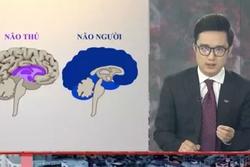 Tranh cãi VTV ví von 'não người' - 'não thú' cà khịa người vi phạm giãn cách