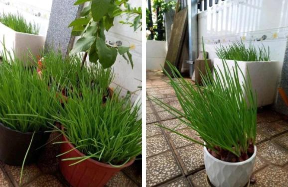 Đem hành tím ra trồng, anh chàng khiến cả cõi mạng tròn mắt-2