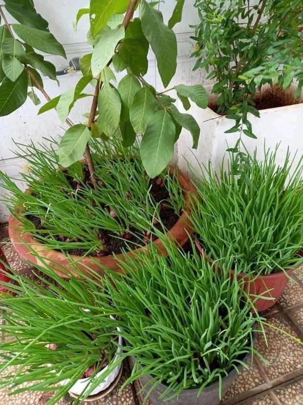 Đem hành tím ra trồng, anh chàng khiến cả cõi mạng tròn mắt-3