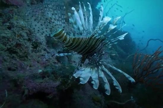 Cá sư tử, sát thủ mang vẻ đẹp chết người dưới đáy biển
