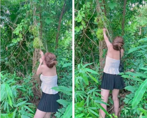 Cô gái hí hửng hái quả lạ, dân miền núi nhìn phát đoán ra luôn!-1
