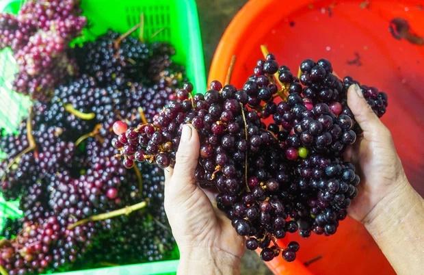 Cô gái hí hửng hái quả lạ, dân miền núi nhìn phát đoán ra luôn!-4