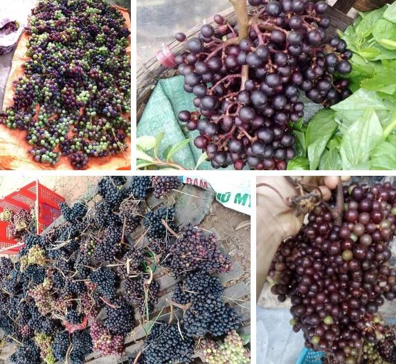 Cô gái hí hửng hái quả lạ, dân miền núi nhìn phát đoán ra luôn!-5