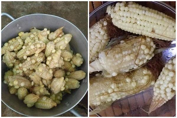 Bỏ quên bắp trong nồi và loạt rau củ đột biến chỉ tại não cá vàng-8