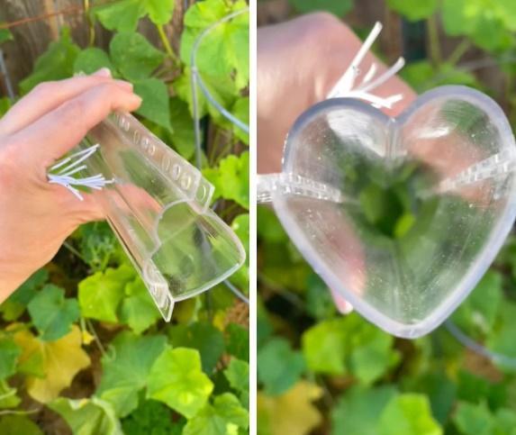 Trồng dưa chuột trong khuôn trái tim thu hoạch thành quả nhức nhối-1