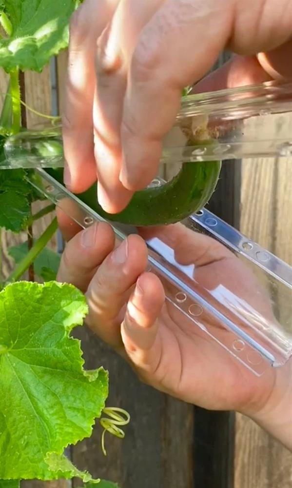 Trồng dưa chuột trong khuôn trái tim thu hoạch thành quả nhức nhối-2