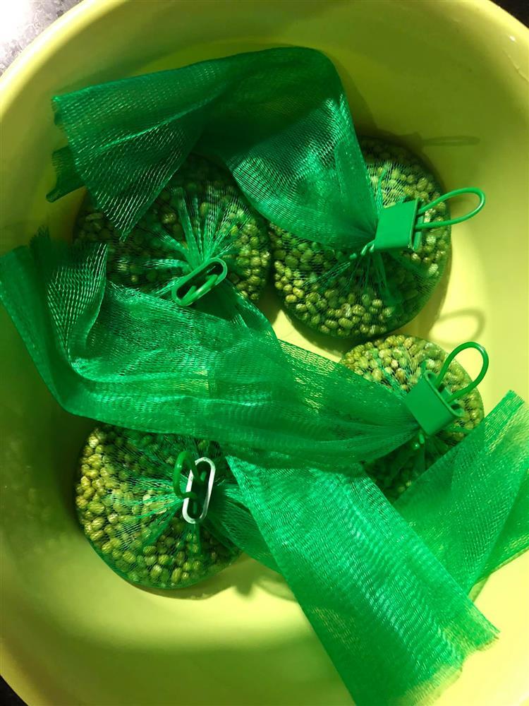 Tuyệt chiêu làm giá đỗ cho người lười chỉ bằng 1 chiếc túi lưới-3