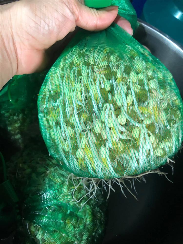 Tuyệt chiêu làm giá đỗ cho người lười chỉ bằng 1 chiếc túi lưới-7