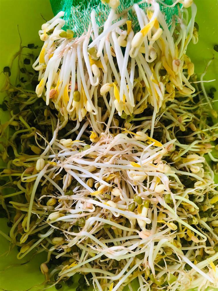 Tuyệt chiêu làm giá đỗ cho người lười chỉ bằng 1 chiếc túi lưới-10