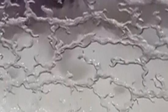 'Rợn người' sinh vật bò lúc nhúc trong hũ thủy tinh, sự thật mới bất ngờ