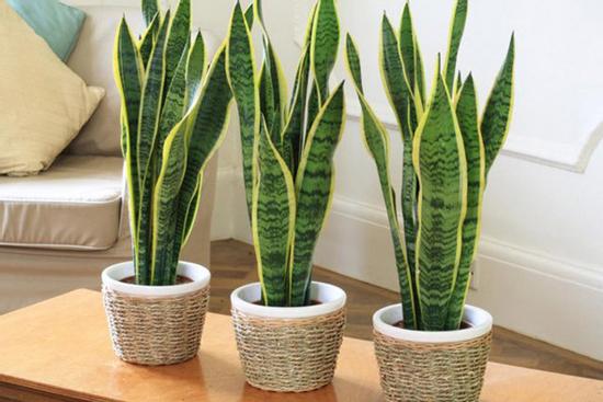 Hãy luôn đặt 4 thứ ở phòng khách để tiền tài ào ạt, sống đời sung túc