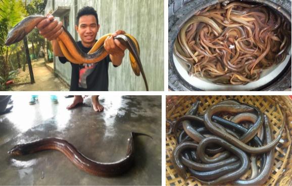 Mua lươn phát hiện chi tiết lạ, cô gái vứt đi rồi hỏi: Ăn được không?-7