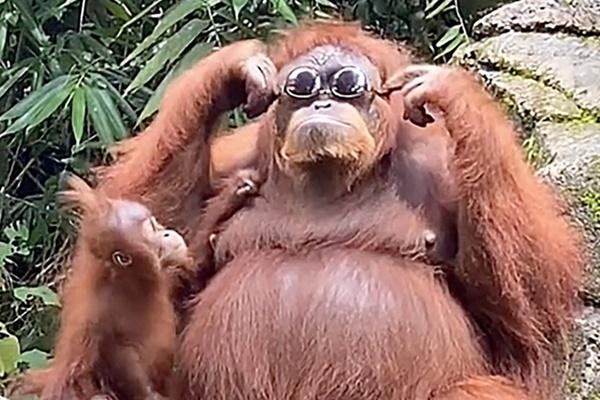 Cú đổi đời ngoạn mục đến mẹ ruột cũng bật ngửa của cậu bé đười ươi-7