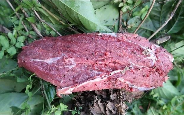Đặc sản rất dị ở Việt Nam: Thịt bò treo lên cây, đợi kiến bu đầy mới ăn-3