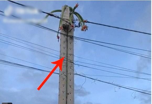 Cây thanh long ác nhất Việt Nam: Quả sai nhưng không cho ai hái-1