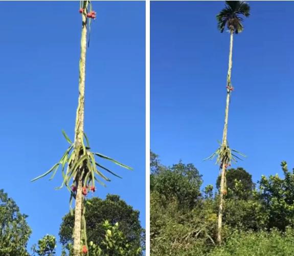 Cây thanh long ác nhất Việt Nam: Quả sai nhưng không cho ai hái-2