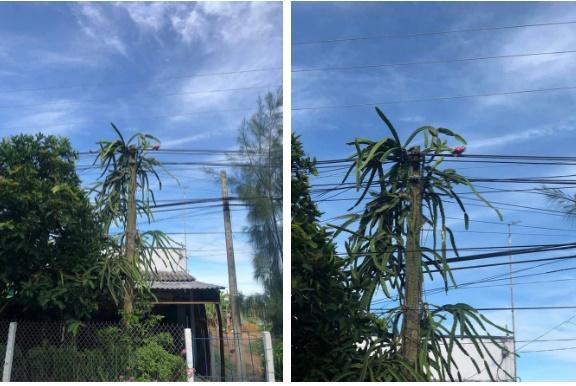 Cây thanh long ác nhất Việt Nam: Quả sai nhưng không cho ai hái-3