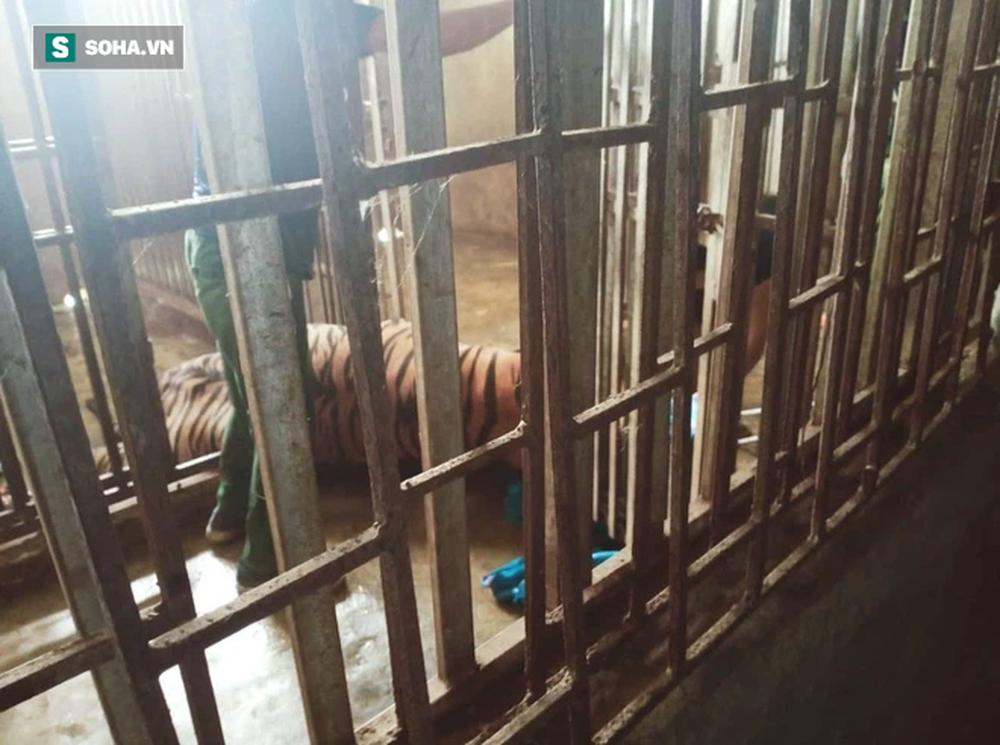 Cận cảnh chuồng trại nuôi nhốt 17 con hổ vừa bị công an triệt phá-5